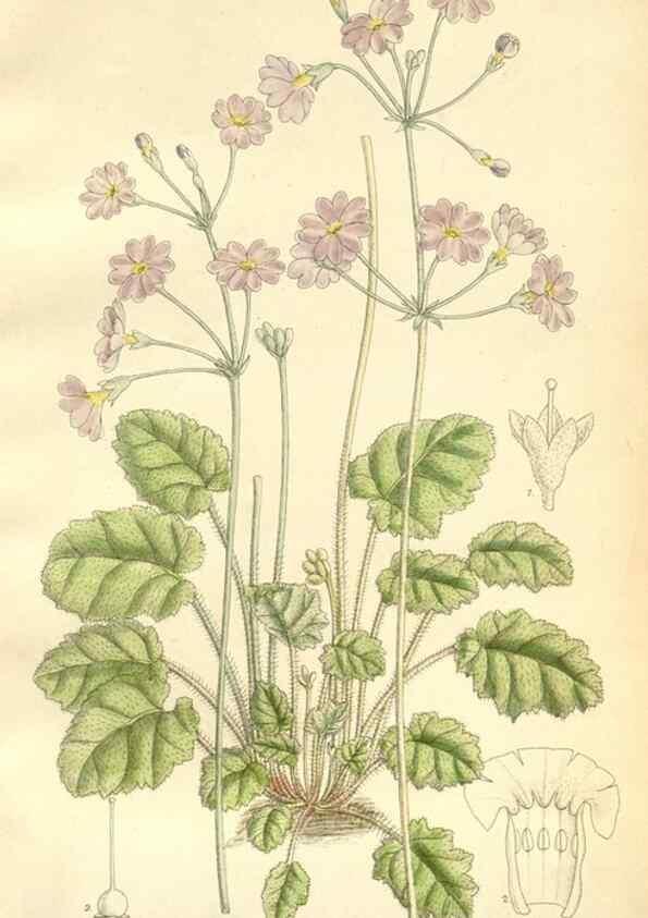 Reproducción/Reproduction 35398215146: Curtis's botanical magazine.. London ; New York [etc.] :Academic Press [etc.]