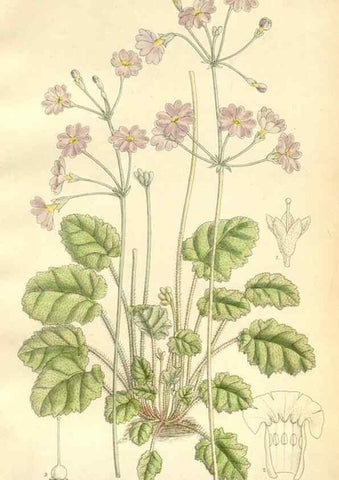 Reproducción/Reproduction 35398215146: Curtis's botanical magazine.. London ; New York [etc.] :Academic Press [etc.]