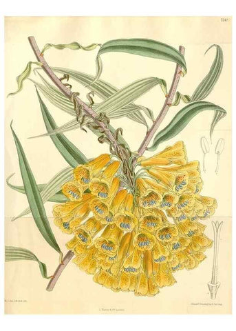 Reproducción/Reproduction 35398216706: Curtis's botanical magazine.. London ; New York [etc.] :Academic Press [etc.]