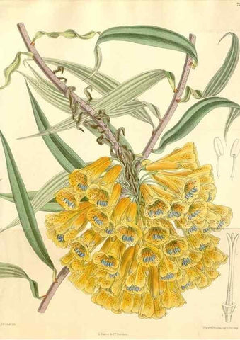 Reproducción/Reproduction 35398216706: Curtis's botanical magazine.. London ; New York [etc.] :Academic Press [etc.]