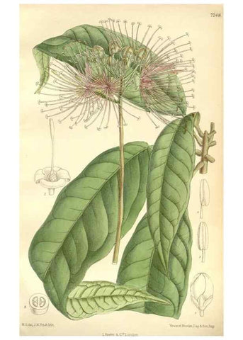 Reproducción/Reproduction 35398219056: Curtis's botanical magazine.. London ; New York [etc.] :Academic Press [etc.]