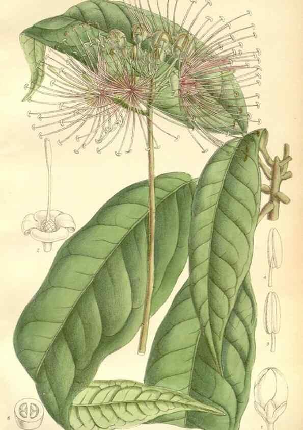 Reproducción/Reproduction 35398219056: Curtis's botanical magazine.. London ; New York [etc.] :Academic Press [etc.]