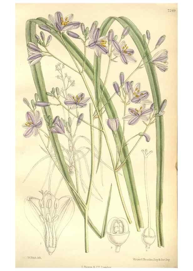 Reproducción/Reproduction 34596076904: Curtis's botanical magazine.. London ; New York [etc.] :Academic Press [etc.]