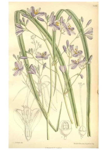 Reproducción/Reproduction 34596076904: Curtis's botanical magazine.. London ; New York [etc.] :Academic Press [etc.]