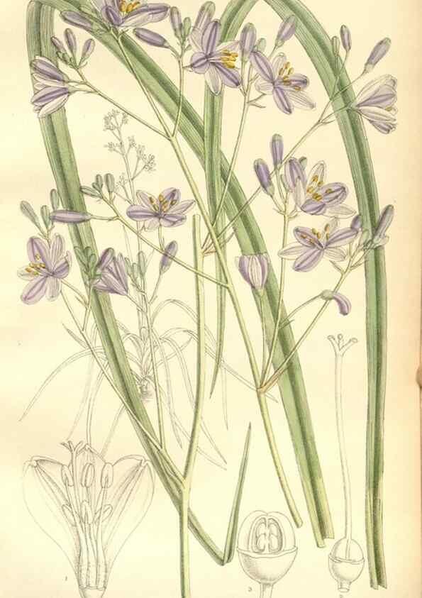 Reproducción/Reproduction 34596076904: Curtis's botanical magazine.. London ; New York [etc.] :Academic Press [etc.]