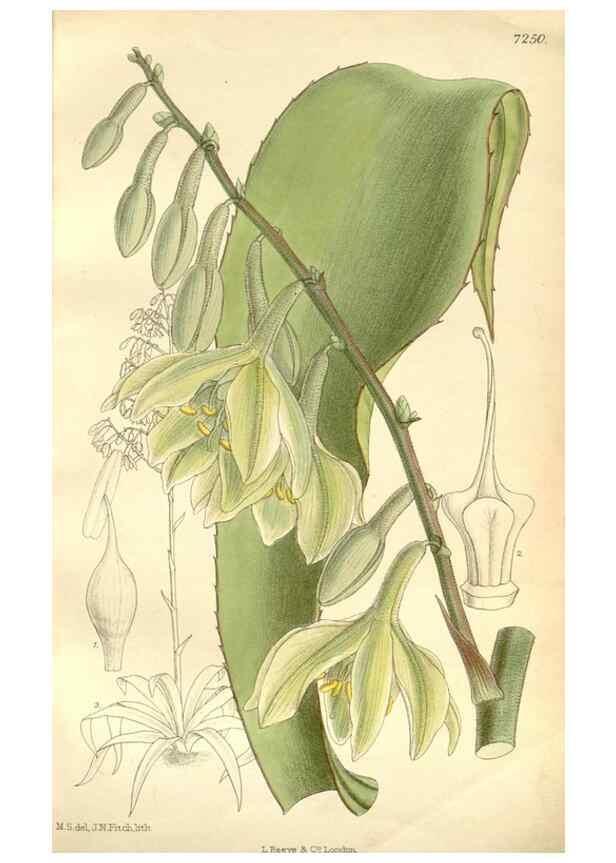 Reproducción/Reproduction 34596078514: Curtis's botanical magazine.. London ; New York [etc.] :Academic Press [etc.]
