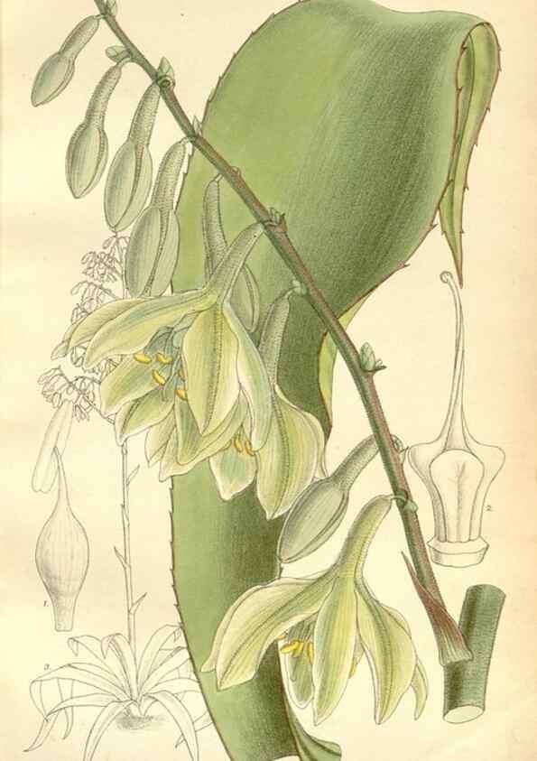 Reproducción/Reproduction 34596078514: Curtis's botanical magazine.. London ; New York [etc.] :Academic Press [etc.]