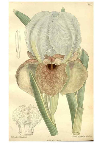 Reproducción/Reproduction 34596080224: Curtis's botanical magazine.. London ; New York [etc.] :Academic Press [etc.]