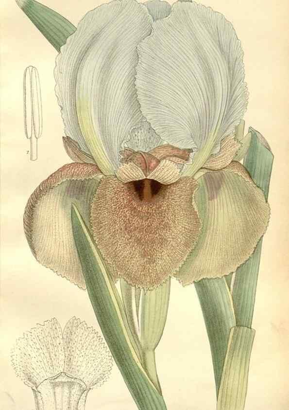 Reproducción/Reproduction 34596080224: Curtis's botanical magazine.. London ; New York [etc.] :Academic Press [etc.]