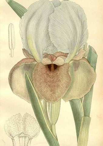 Reproducción/Reproduction 34596080224: Curtis's botanical magazine.. London ; New York [etc.] :Academic Press [etc.]
