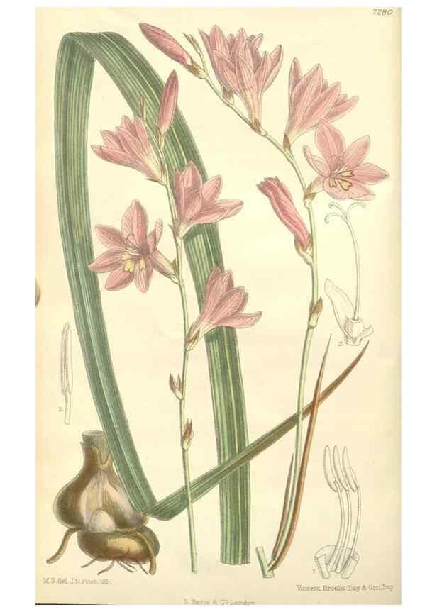 Reproducción/Reproduction 35398351716: Curtis's botanical magazine.. London ; New York [etc.] :Academic Press [etc.]