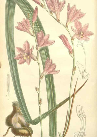 Reproducción/Reproduction 35398351716: Curtis's botanical magazine.. London ; New York [etc.] :Academic Press [etc.]