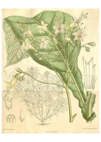 Reproducción/Reproduction 34596081804: Curtis's botanical magazine.. London ; New York [etc.] :Academic Press [etc.]