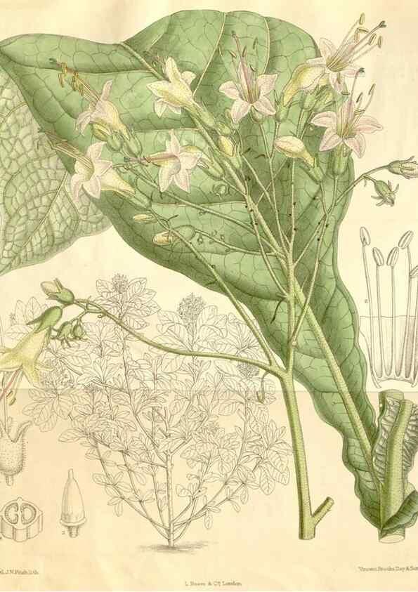Reproducción/Reproduction 34596081804: Curtis's botanical magazine.. London ; New York [etc.] :Academic Press [etc.]