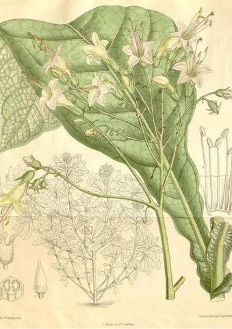 Reproducción/Reproduction 34596081804: Curtis's botanical magazine.. London ; New York [etc.] :Academic Press [etc.]