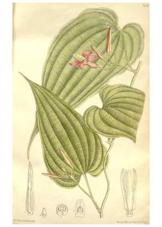 Reproducción/Reproduction 35398236416: Curtis's botanical magazine.. London ; New York [etc.] :Academic Press [etc.]