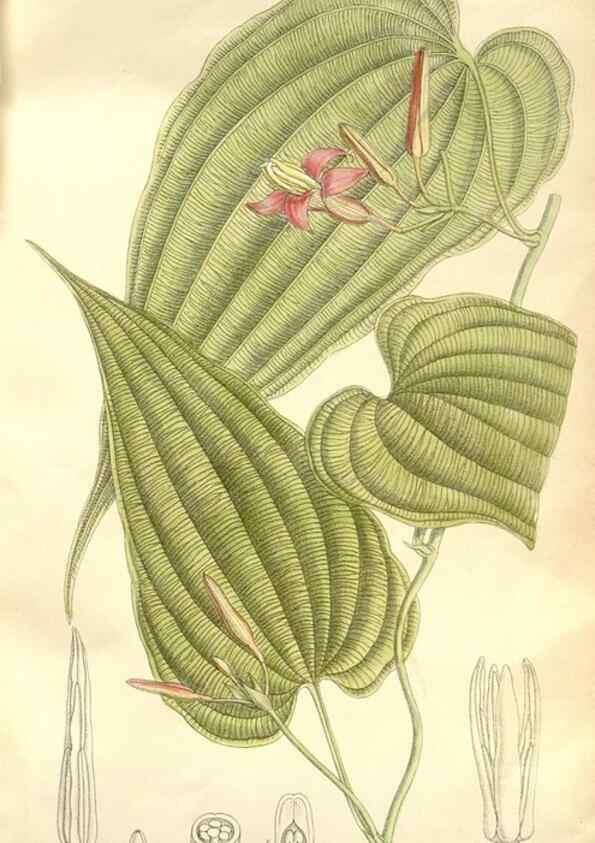 Reproducción/Reproduction 35398236416: Curtis's botanical magazine.. London ; New York [etc.] :Academic Press [etc.]