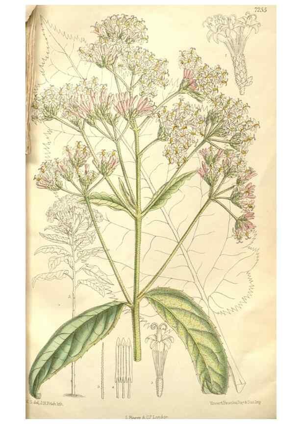 Reproducción/Reproduction 35398239216: Curtis's botanical magazine.. London ; New York [etc.] :Academic Press [etc.]