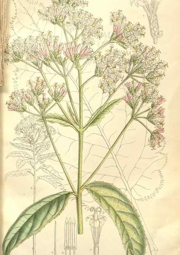 Reproducción/Reproduction 35398239216: Curtis's botanical magazine.. London ; New York [etc.] :Academic Press [etc.]