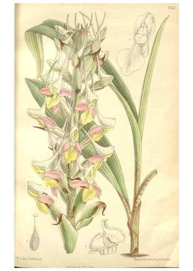 Reproducción/Reproduction 34628002663: Curtis's botanical magazine.. London ; New York [etc.] :Academic Press [etc.]