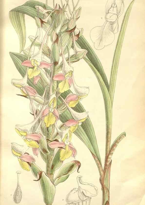 Reproducción/Reproduction 34628002663: Curtis's botanical magazine.. London ; New York [etc.] :Academic Press [etc.]