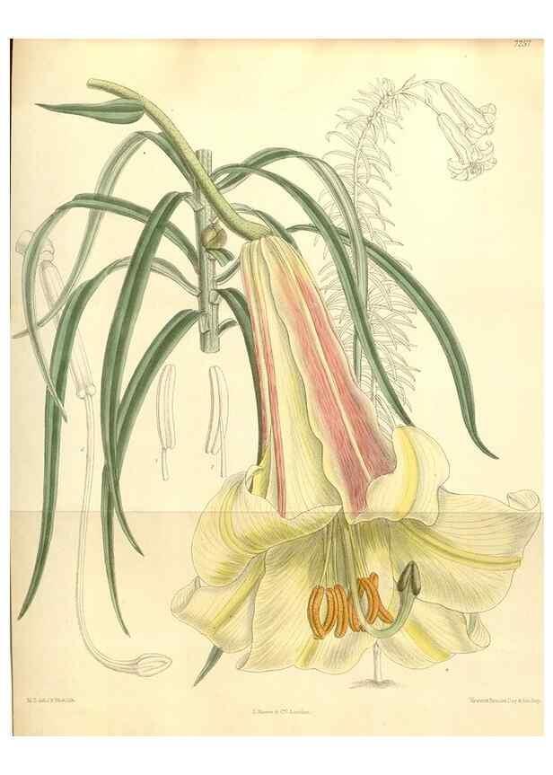 Reproducción/Reproduction 34628005733: Curtis's botanical magazine.. London ; New York [etc.] :Academic Press [etc.]