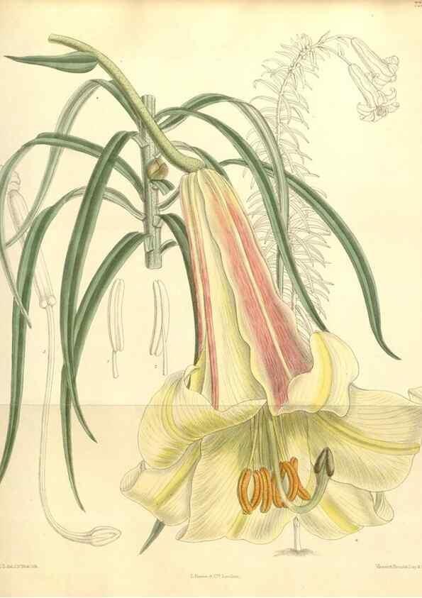 Reproducción/Reproduction 34628005733: Curtis's botanical magazine.. London ; New York [etc.] :Academic Press [etc.]