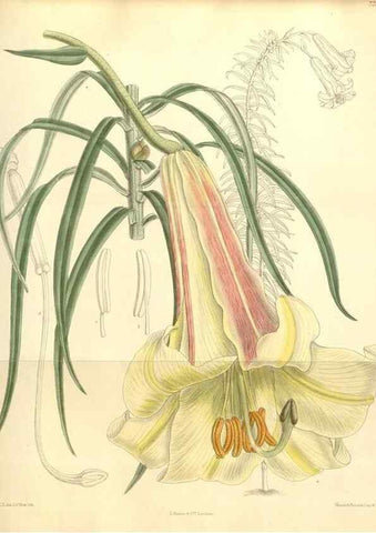 Reproducción/Reproduction 34628005733: Curtis's botanical magazine.. London ; New York [etc.] :Academic Press [etc.]