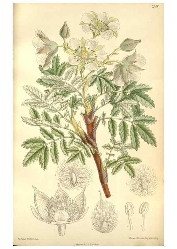 Reproducción/Reproduction 34628008733: Curtis's botanical magazine.. London ; New York [etc.] :Academic Press [etc.]