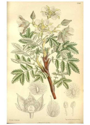 Reproducción/Reproduction 34628008733: Curtis's botanical magazine.. London ; New York [etc.] :Academic Press [etc.]