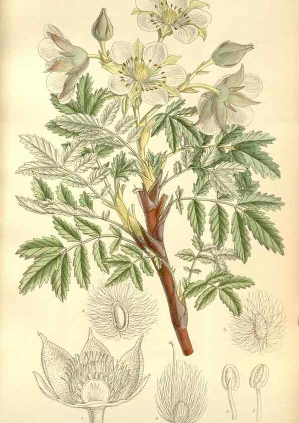 Reproducción/Reproduction 34628008733: Curtis's botanical magazine.. London ; New York [etc.] :Academic Press [etc.]