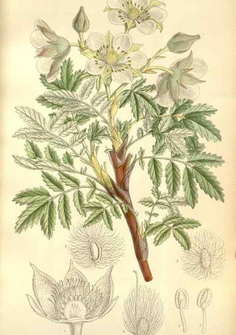 Reproducción/Reproduction 34628008733: Curtis's botanical magazine.. London ; New York [etc.] :Academic Press [etc.]
