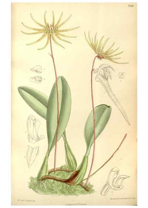 Reproducción/Reproduction 34628012183: Curtis's botanical magazine.. London ; New York [etc.] :Academic Press [etc.]