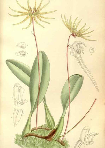 Reproducción/Reproduction 34628012183: Curtis's botanical magazine.. London ; New York [etc.] :Academic Press [etc.]