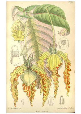 Reproducción/Reproduction 34628014943: Curtis's botanical magazine.. London ; New York [etc.] :Academic Press [etc.]