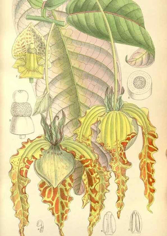 Reproducción/Reproduction 34628014943: Curtis's botanical magazine.. London ; New York [etc.] :Academic Press [etc.]