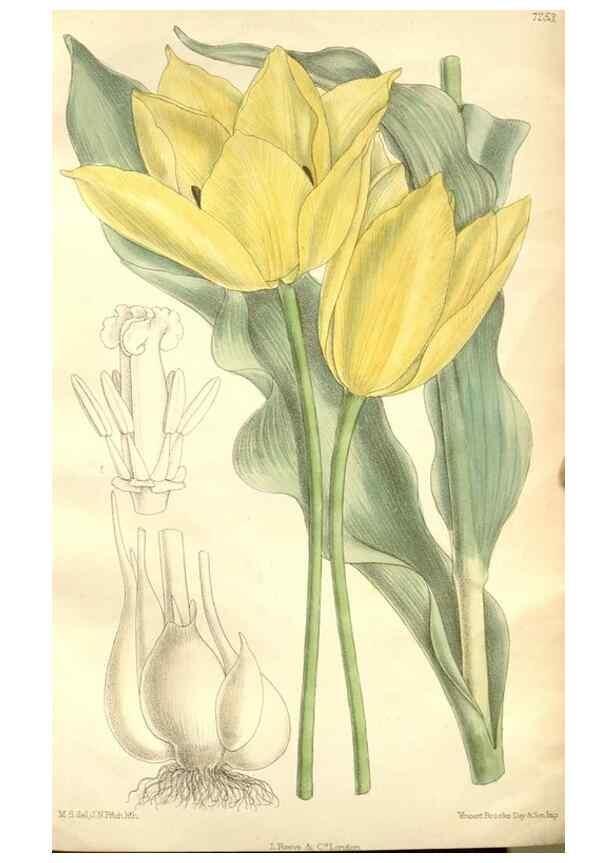 Reproducción/Reproduction 34596083434: Curtis's botanical magazine.. London ; New York [etc.] :Academic Press [etc.]