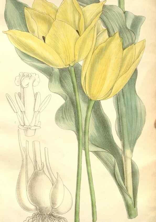 Reproducción/Reproduction 34596083434: Curtis's botanical magazine.. London ; New York [etc.] :Academic Press [etc.]