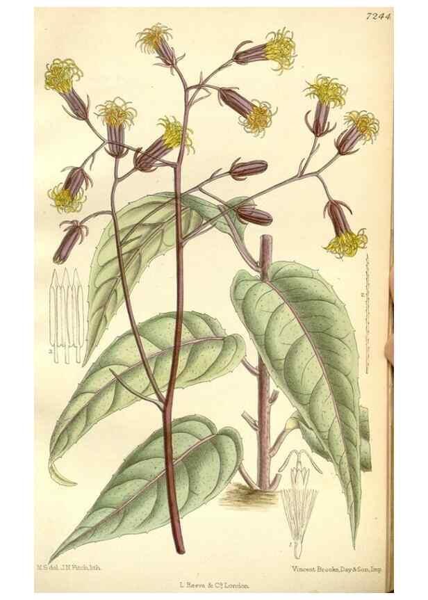 Reproducción/Reproduction 35398212996: Curtis's botanical magazine.. London ; New York [etc.] :Academic Press [etc.]