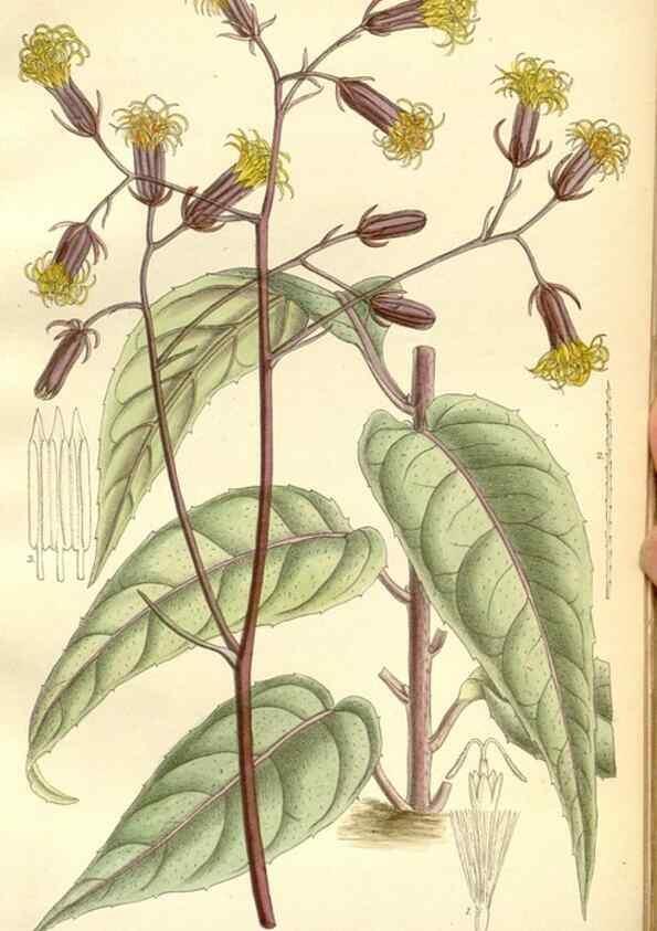 Reproducción/Reproduction 35398212996: Curtis's botanical magazine.. London ; New York [etc.] :Academic Press [etc.]