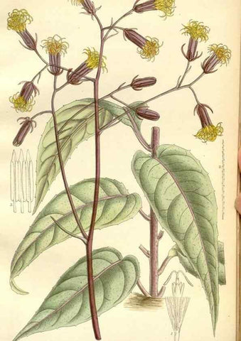 Reproducción/Reproduction 35398212996: Curtis's botanical magazine.. London ; New York [etc.] :Academic Press [etc.]
