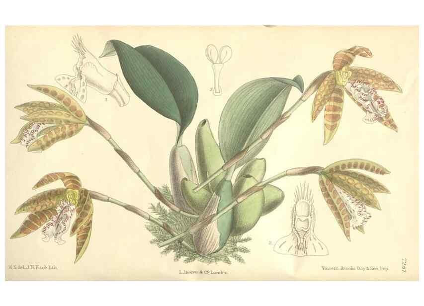 Reproducción/Reproduction 35271430042: Curtis's botanical magazine.. London ; New York [etc.] :Academic Press [etc.]