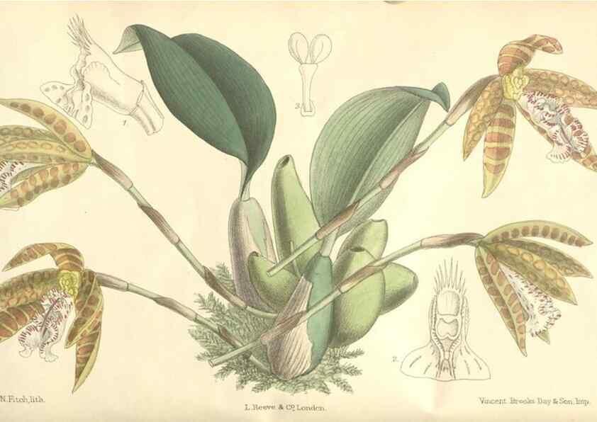 Reproducción/Reproduction 35271430042: Curtis's botanical magazine.. London ; New York [etc.] :Academic Press [etc.]