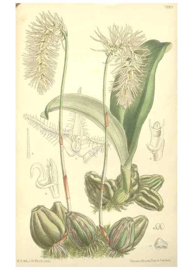 Reproducción/Reproduction 35271435472: Curtis's botanical magazine.. London ; New York [etc.] :Academic Press [etc.]