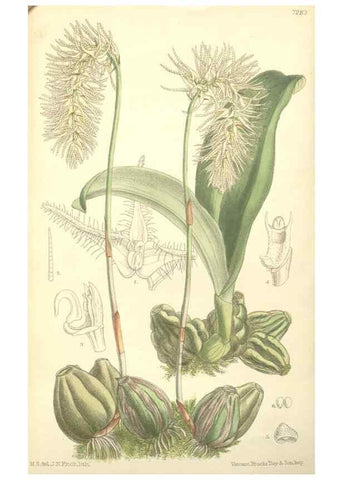 Reproducción/Reproduction 35271435472: Curtis's botanical magazine.. London ; New York [etc.] :Academic Press [etc.]