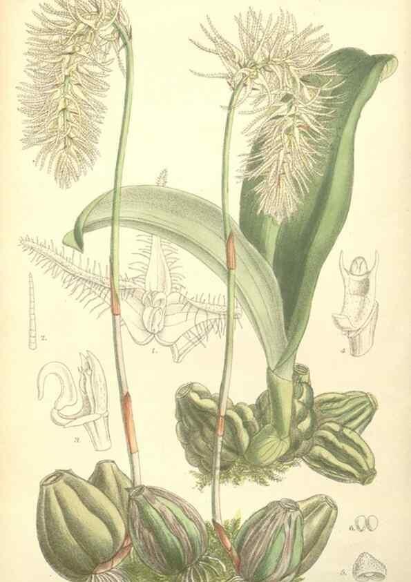 Reproducción/Reproduction 35271435472: Curtis's botanical magazine.. London ; New York [etc.] :Academic Press [etc.]