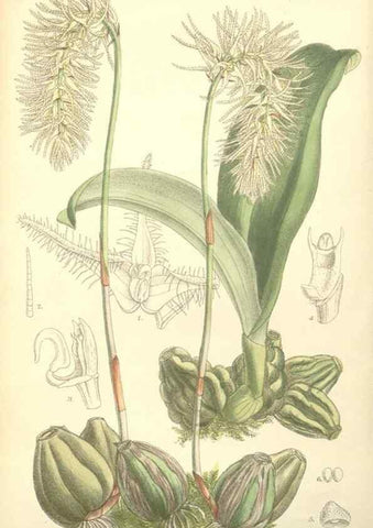 Reproducción/Reproduction 35271435472: Curtis's botanical magazine.. London ; New York [etc.] :Academic Press [etc.]