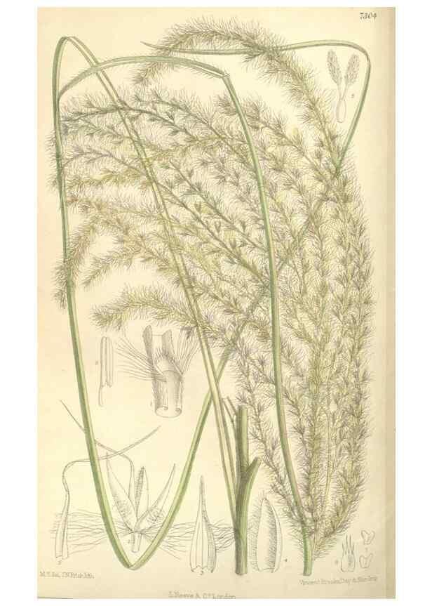 Reproducción/Reproduction 35271473732: Curtis's botanical magazine.. London ; New York [etc.] :Academic Press [etc.]