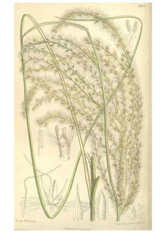 Reproducción/Reproduction 35271473732: Curtis's botanical magazine.. London ; New York [etc.] :Academic Press [etc.]