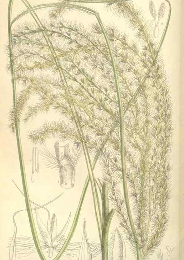 Reproducción/Reproduction 35271473732: Curtis's botanical magazine.. London ; New York [etc.] :Academic Press [etc.]